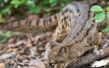 世界上交配时间最长的动物：马岛缟狸