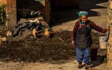 陕西老太婆捡到一只小狼崽 多年后居然有狼群报恩（动物报恩）