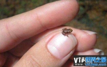 世界上最小的脊椎动物，阿马乌童蛙仅7.7毫米