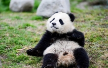 世界前三著名国宝动物（中国大熊猫）