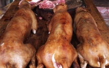 玉林狗肉节被禁 还有人吃狗肉吗？（狗肉习俗）