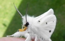 世界最少见的动物十分神秘（形状奇特）