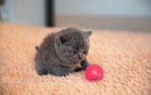 盘点世界上“最小”的猫咪，有些萌到爆，有些让人心疼