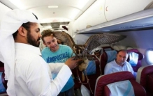 土豪给12只老鹰买机票 这么豪横你爱了吗？（宠物坐飞机）