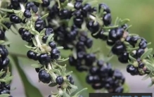 黑枸杞有什么功效？别再被忽悠了！