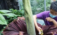 国家植物园出现食人花 会不会真的吃人？（食人花）