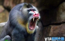 世界上最大的猴科动物，山魈面如鬼怪