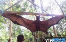 世界上最大的蝙蝠，马来大狐蝠翼展超两米