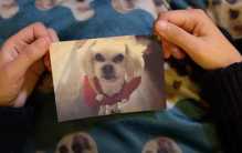 北京女子花25万克隆爱犬 是否能够保存记忆？（克隆生物）
