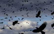 湖南上空出现上千只乌鸦 会不会是灾难降临？（乌鸦预兆）