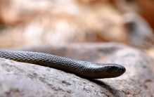 世界三大剧毒蛇 第一是细鳞太攀蛇 （毒性超强）