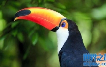 巨嘴鸟的嘴有什么作用？