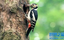 啄木鸟是怎样为树“治病”的？