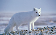 黑龙江一男子投喂白狐 居然收获到了灵芝（白狐报恩）