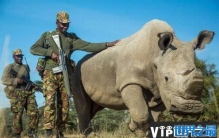 十大即将灭绝的珍稀动物，北部白犀牛仅剩一只