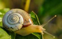 世界上牙齿最多的四种动物 蜗牛最多（超过2万颗）