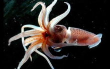 世界最小最大的乌贼 与指甲盖一样（细乌贼与大乌贼）