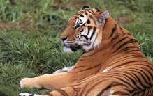 世界四大禁养猫科动物  猎豹 狮子 老虎上榜  （保护动物）