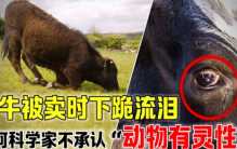 老黄牛被主人卖掉 居然给主人磕头下跪（黄牛下跪）