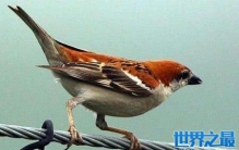 麻雀是益鸟还是害鸟？