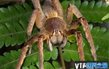 世界5大最恐怖毒蜘蛛，大家见到要躲开！