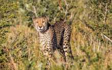 世界上四大最快的猫科动物 你知道几个（猎豹第一）