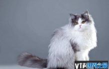 世界上最粘人的五种猫，你家的猫上榜了没？