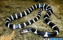 中国十大毒蛇排行榜，银环蛇毒性最强