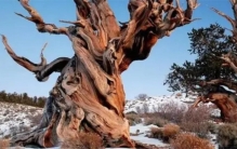 世界上寿命最长的树 居然败给了高温环境（全球高温）