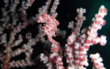 动物界十大伪装大师，你能找出一半吗？