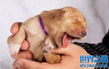 动物打哈欠是什么意思？