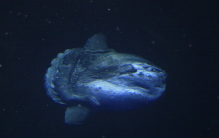 世界四大繁殖能力最强的动物 翻车鱼（生育能力）