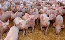 英国火烧10万头猪 他们想要做什么？（反常行为）