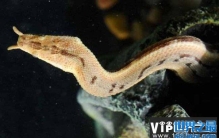 世界上捕鱼速度最快的蛇，捕鱼仅需0.001秒