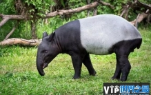 世界上最大的貘类动物，马来貘被称为五不像