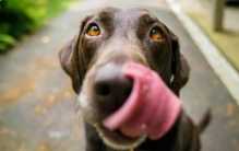 狗狗会突然对着空气狂吠 是不是遇到了不干净的东西？