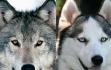 狼真的会被驯化成狗 答案让人意料不到（动物驯化）