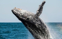 世界上最大的鲸鱼，蓝鲸长33米重200吨