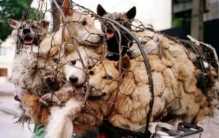 屠宰场惊现192条不明犬 为啥还会有人吃？（吃狗肉）
