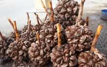 中国人特别喜欢吃的水果 泰国人完全不能接受（水椰子）