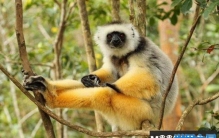 世界上最奇特的十种狐猴，你认识哪一种？