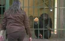 比利时女子与黑猩猩相爱 动物之间也有爱情吗？（动物感情）