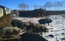 最严杀猪令正式实施 自己养的猪都不能杀？（自杀自食）