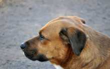 世界四大最长寿的狗 什么狗寿命最长（平均寿命排行）