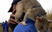 老鼠原来也有好的 这些老鼠的能力堪比特种兵（排雷鼠）