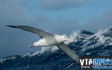 世界上现存翼展最长的鸟，漂泊信天翁翼展达3.7m