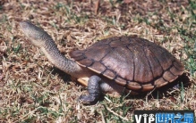 世界上脖子最长的乌龟，巨蛇颈龟脖子长达50CM