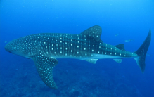 世界上最大的鲨鱼排行榜 大白鲨排在第三（世界前四）