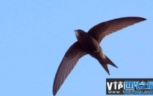 世界上飞得最快的鸟，尖尾雨燕每时352.5千米