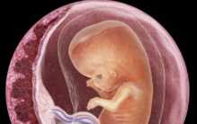 人类胎盘有什么价值 为什么会有人想吃？（可怕食物）